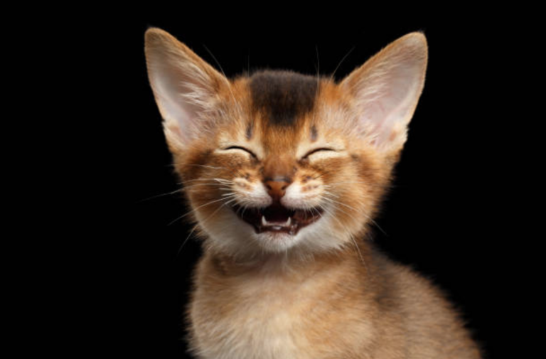 chaton miaule
