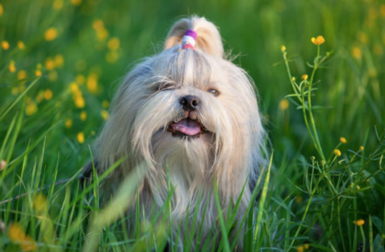 chien shih tzu
