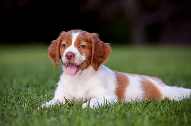 chiot épagneul breton