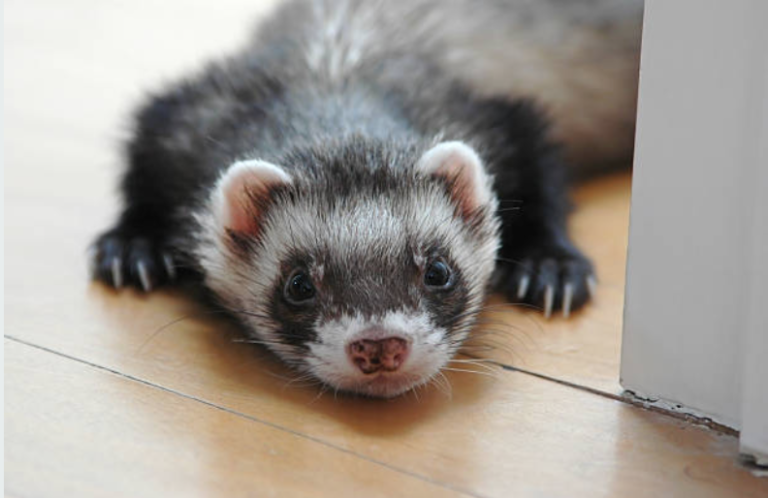 furet