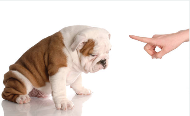 chien puni