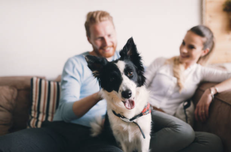 chien famille appartement