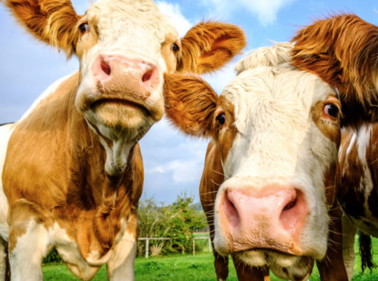 vaches