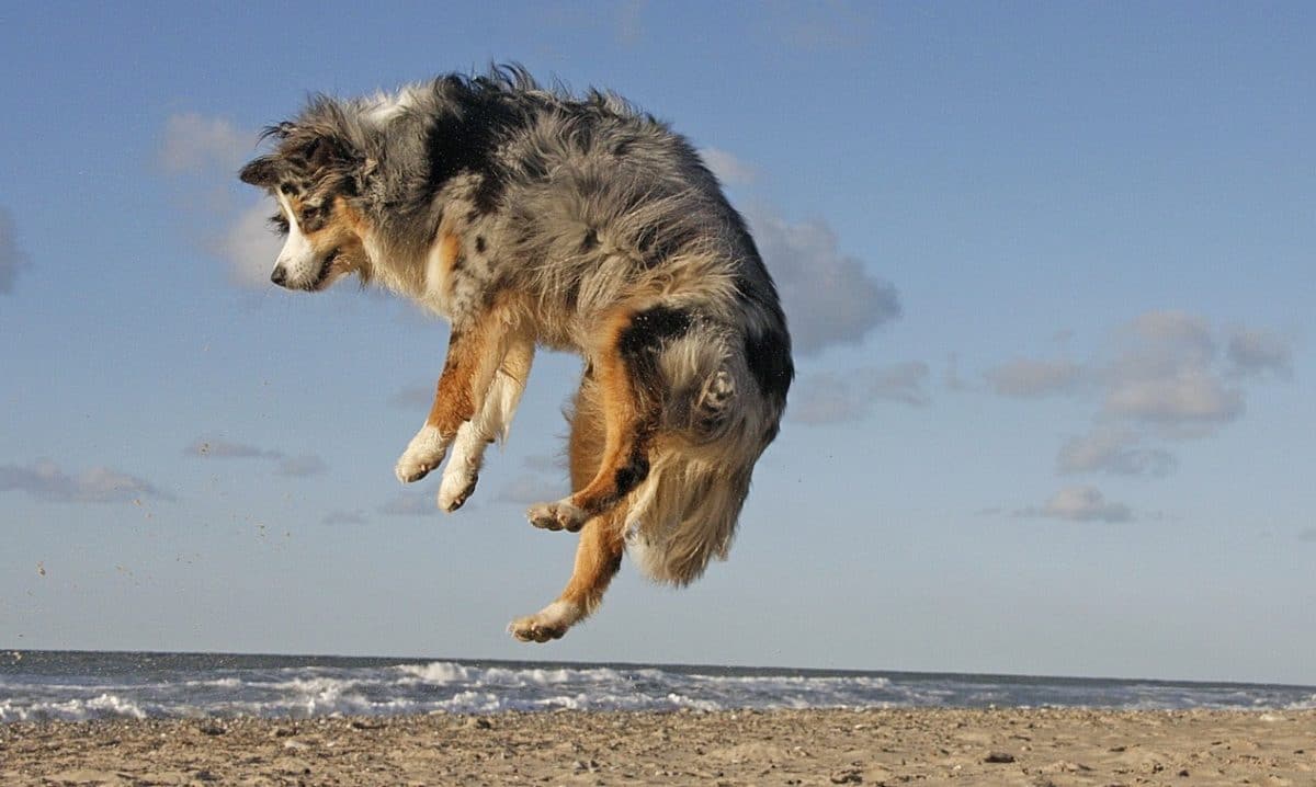 chien plage saute