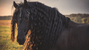cheval frison noir