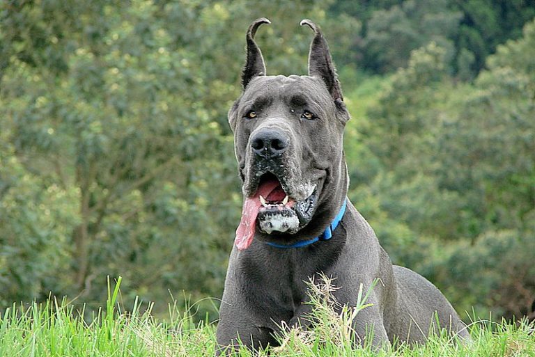chien dogue allemand
