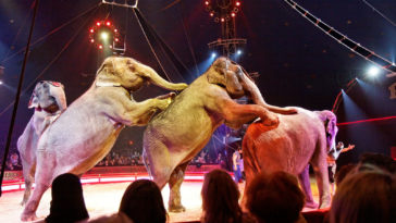 cirque éléphants