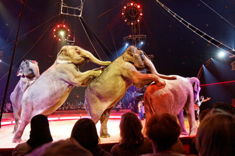 cirque éléphants