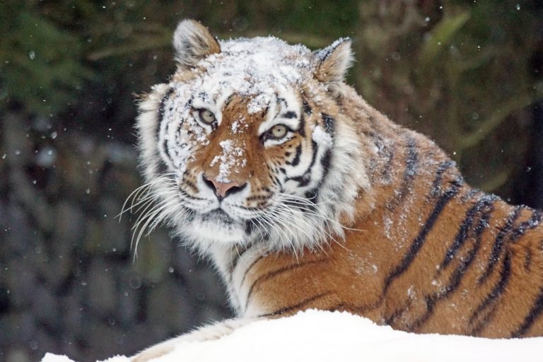 tigre