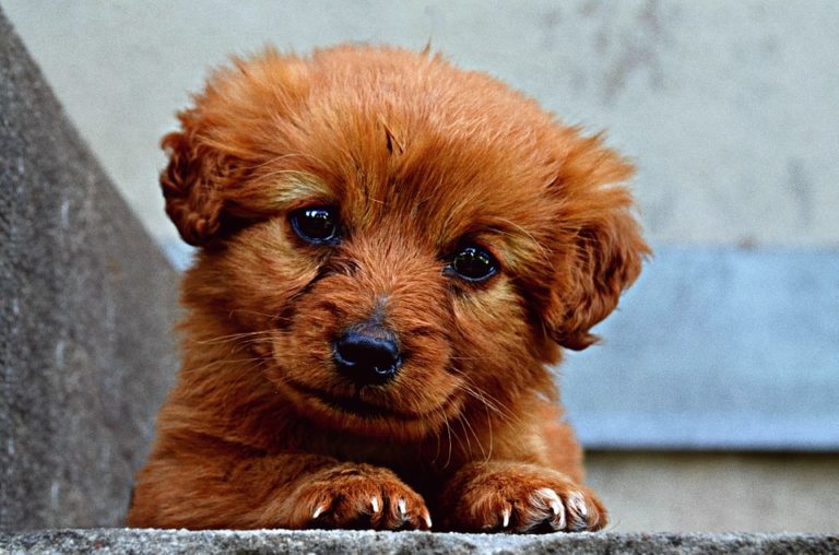 chiot