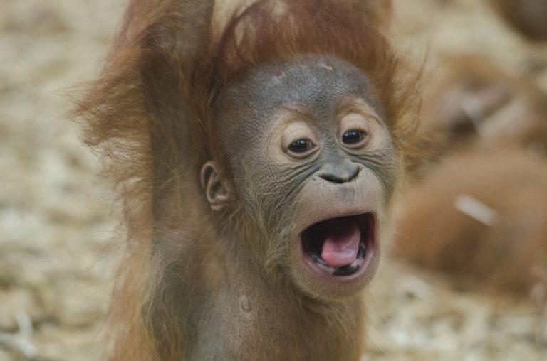 bébé singe orang outan