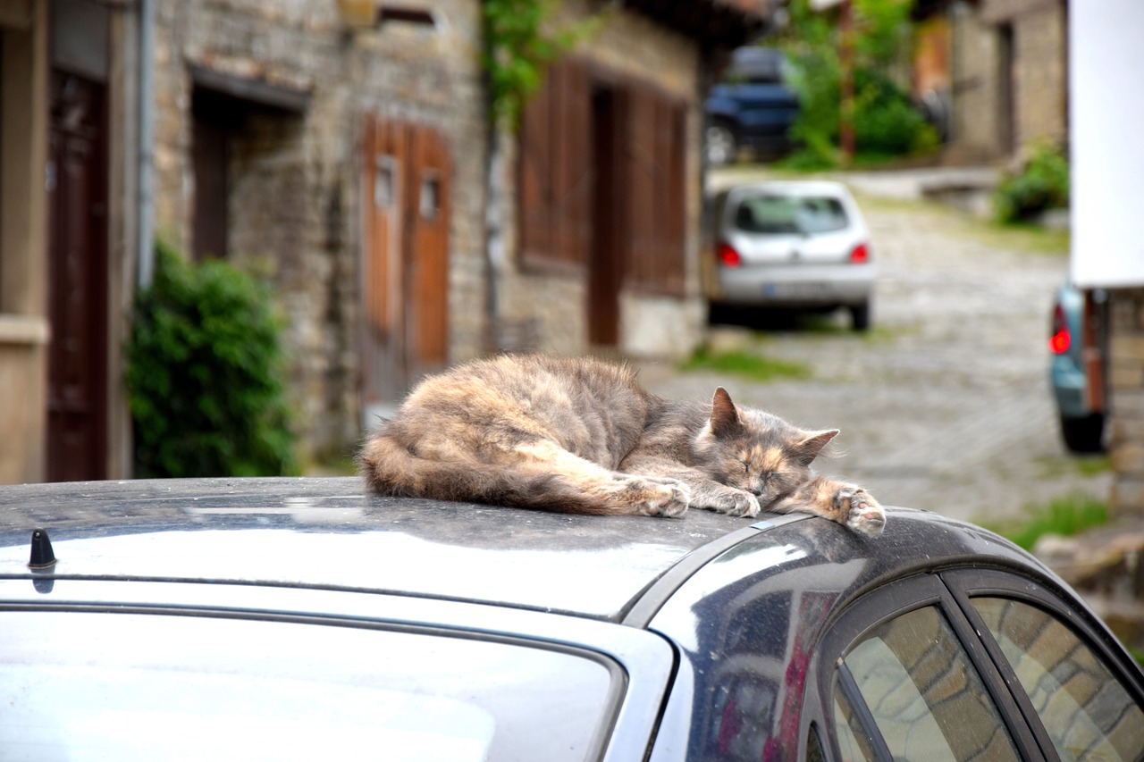 chat voiture