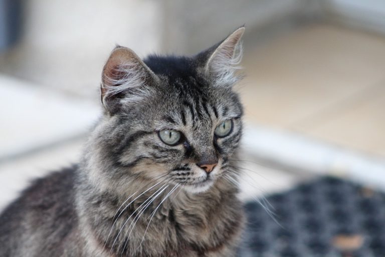 chat