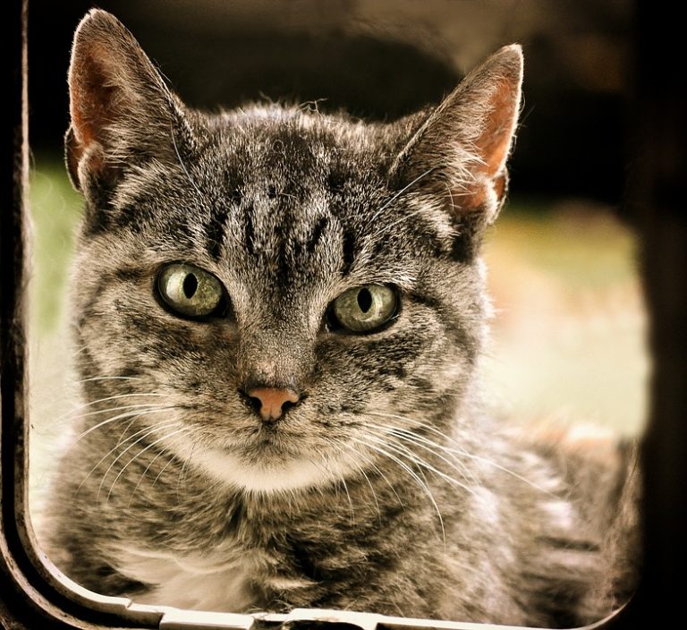 chat chatière