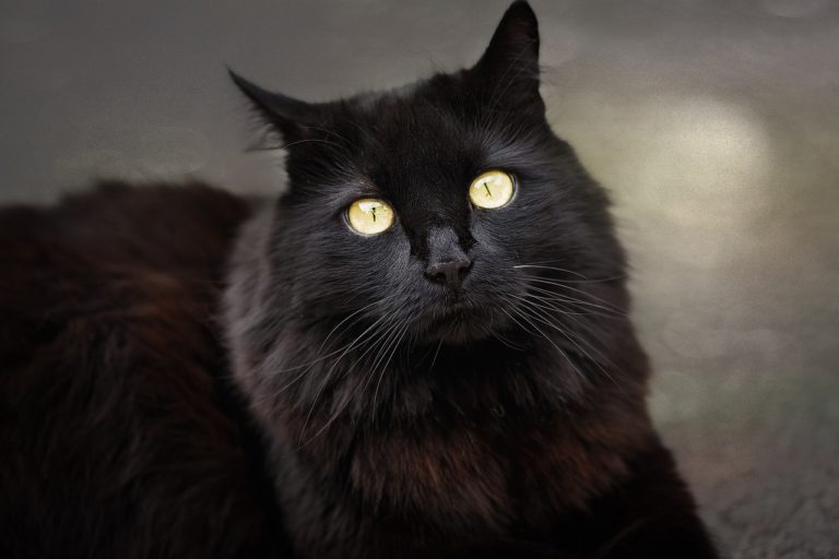 chat noir