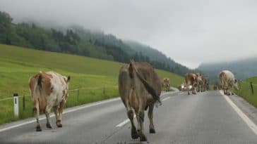 vaches route