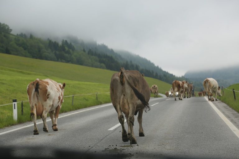vaches route