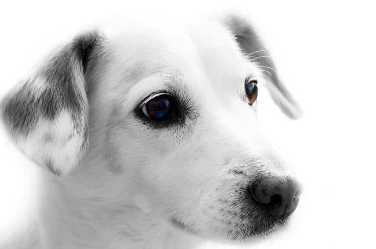 chien portrait