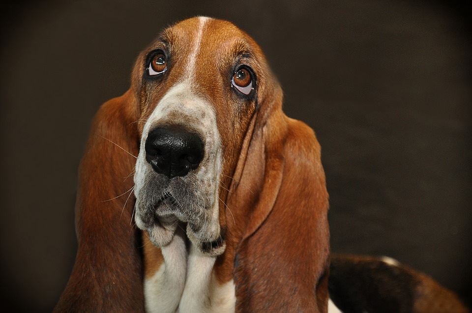 chien basset