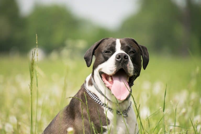 chien halète herbe