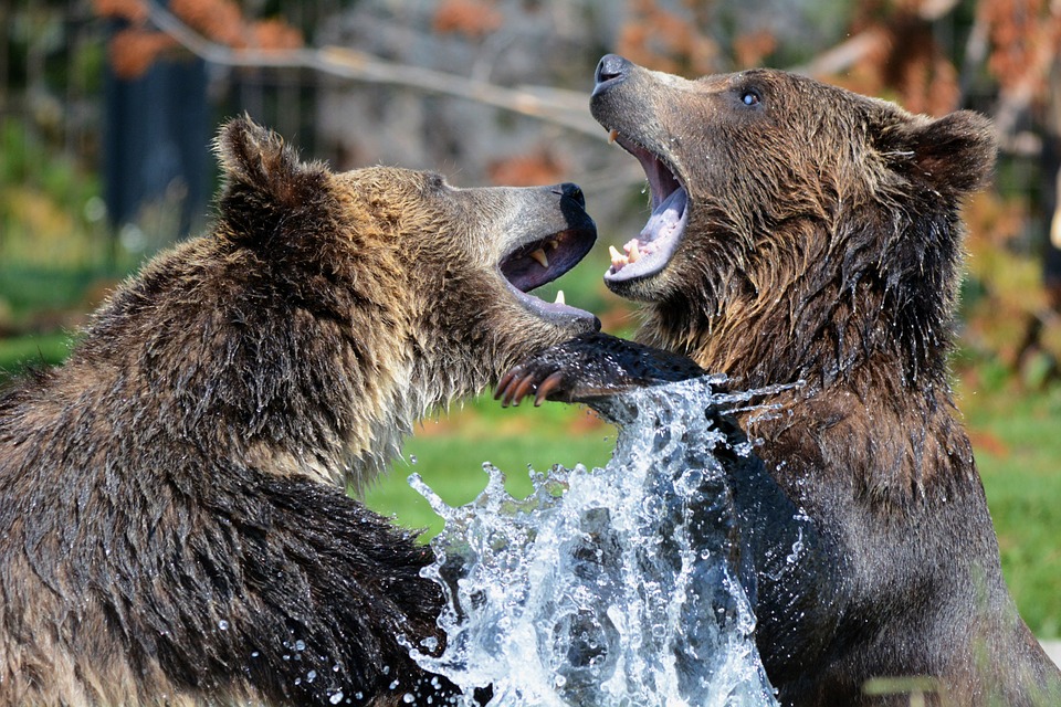 grizzly ours