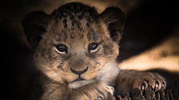 lionceau