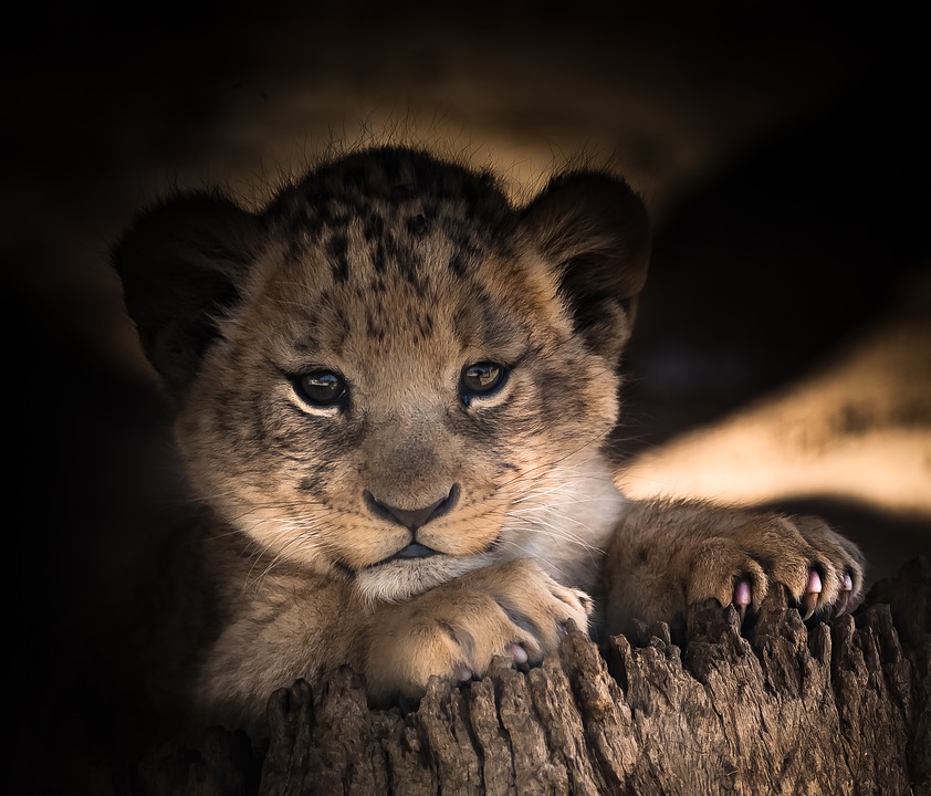 lionceau