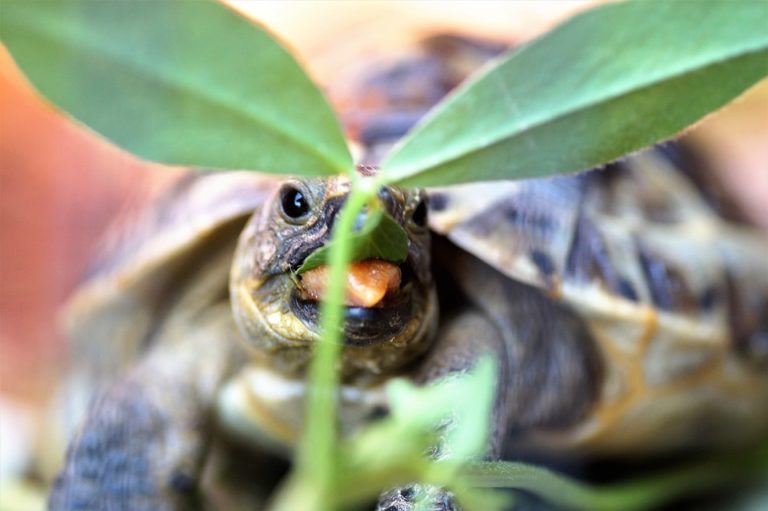 tortue