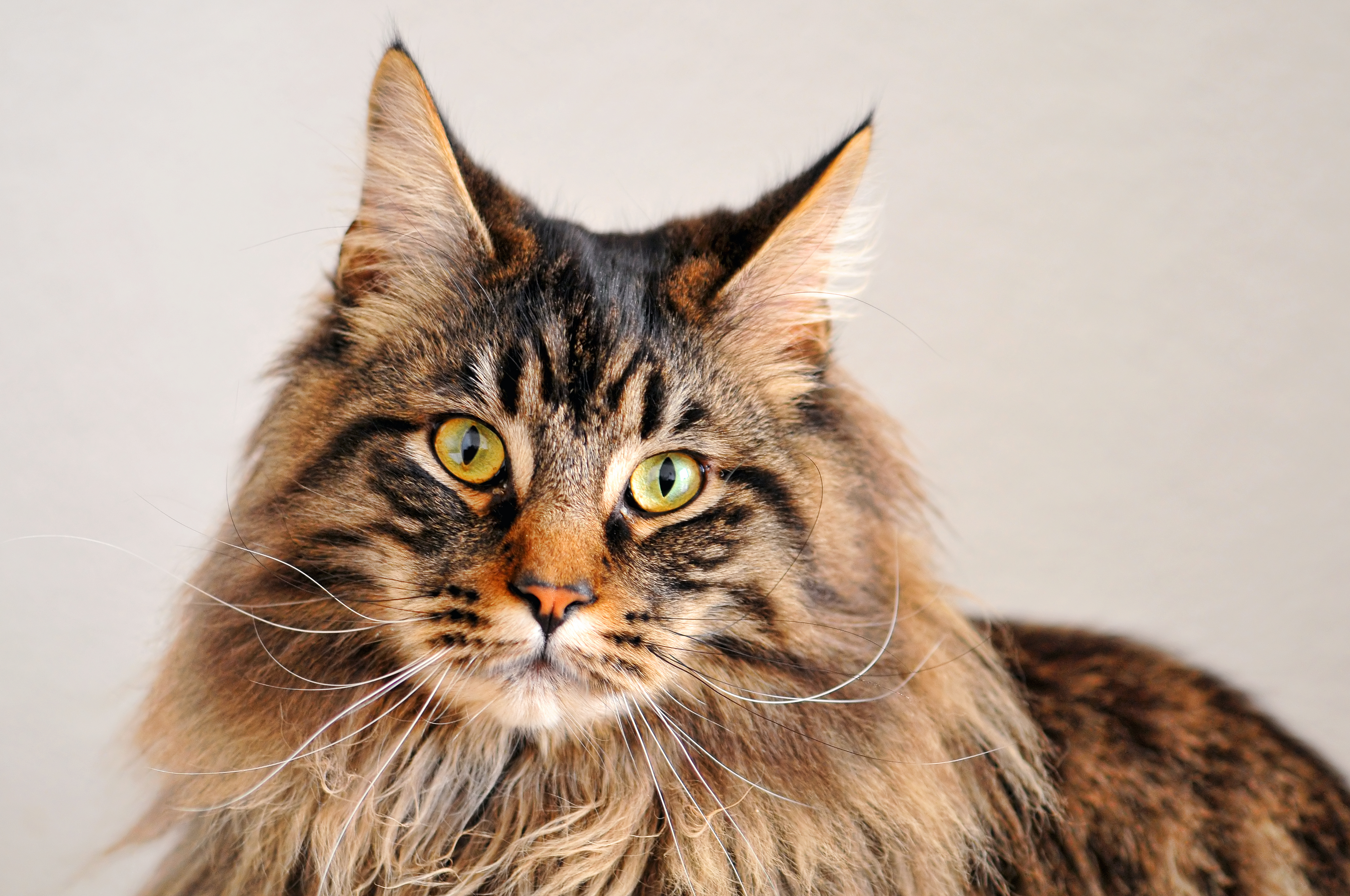 Maine Coon 5 Choses Savoir Sur Le Plus Grand Chat Du Monde Monde 