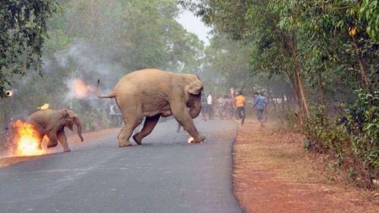 éléphants en feu