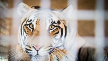tigre cage enfermé