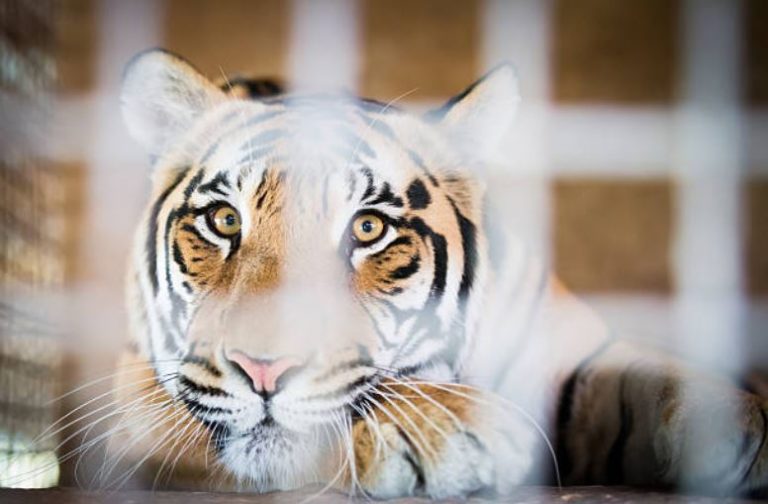 tigre cage enfermé