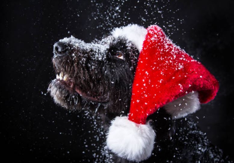 chien noel neige