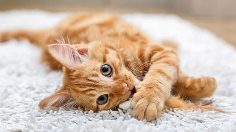 Adopter Un Chat Animalaxy