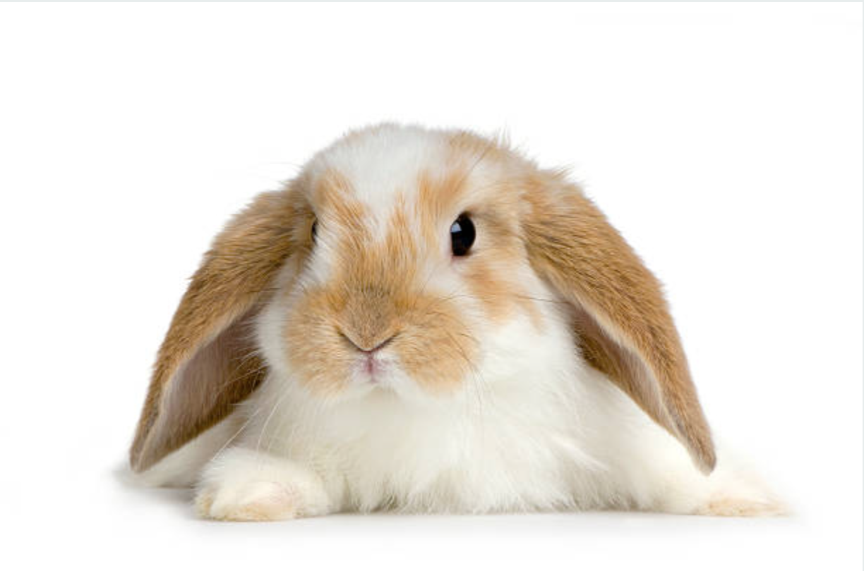 lapin
