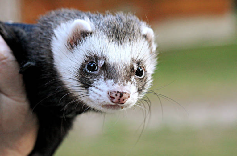 furet