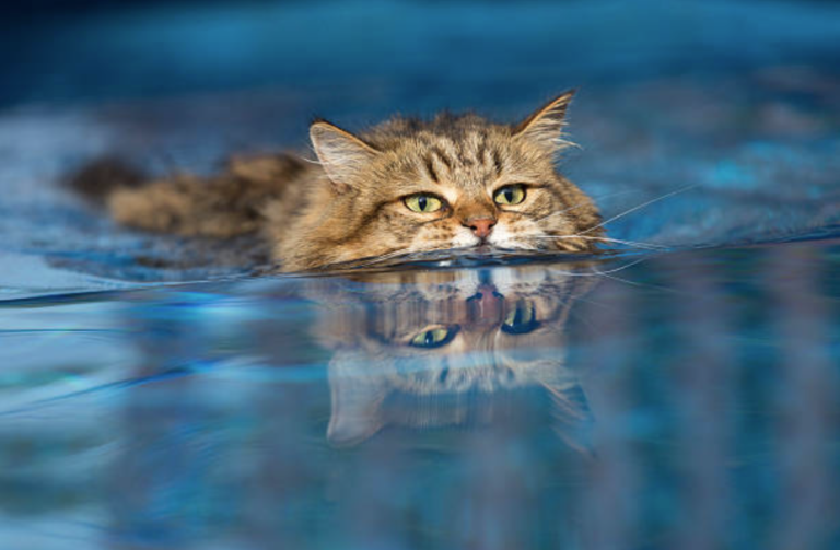 chat nage eau