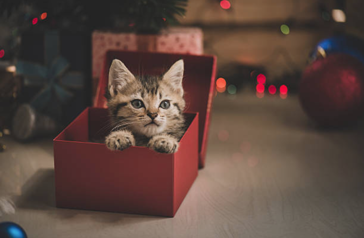 chaton cadeau noel