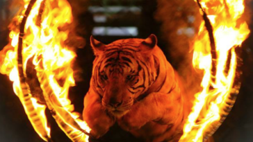 tigre cirque