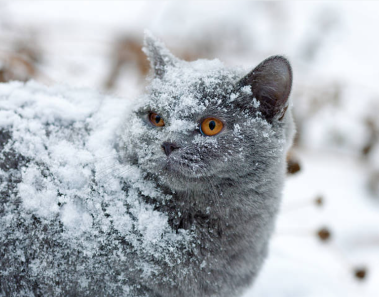 chat neige froid hiver