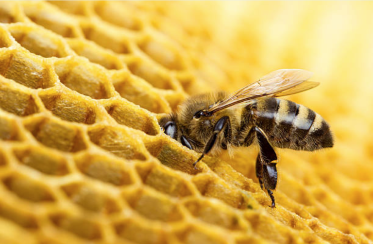 abeille