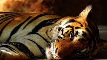 tigre
