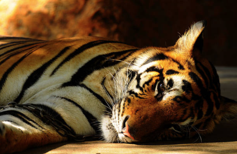 tigre