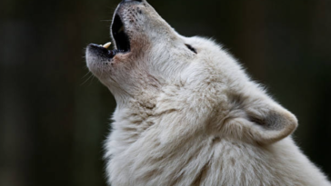 loup