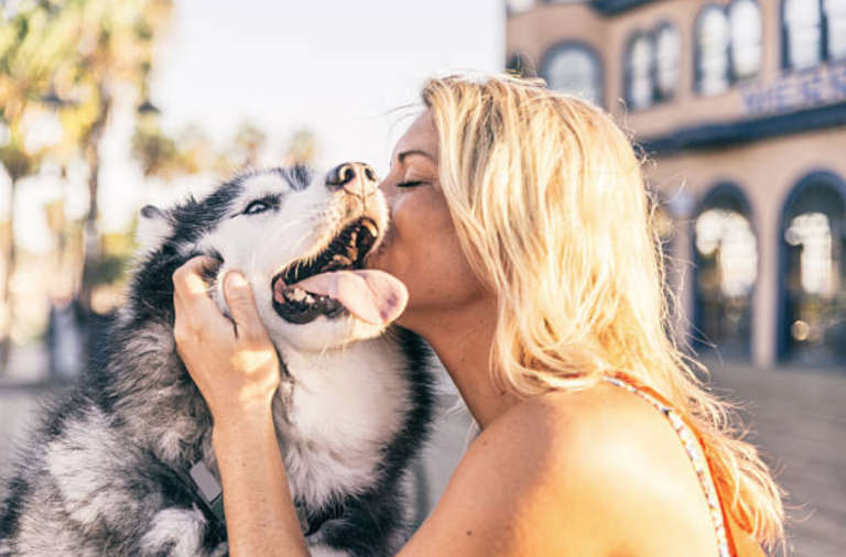 chien husky bisou femme maître câlin