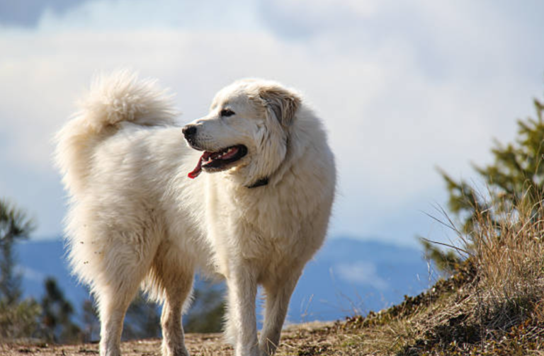 patou chien de montagne des pyrénées