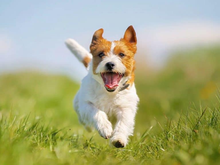 chien court heureux