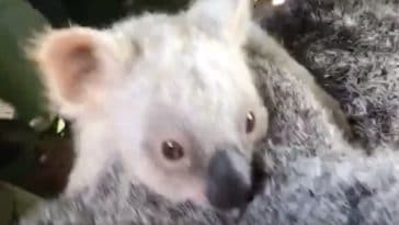 koala blanc