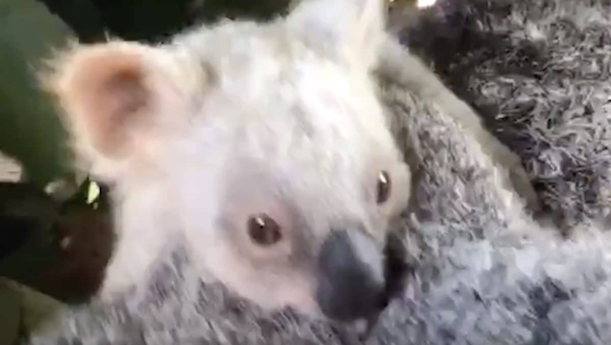 koala blanc
