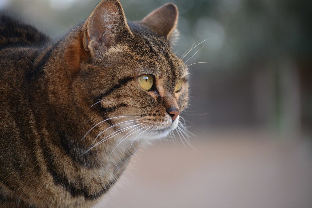 Top 10 Des Races De Chats Les Plus Intelligentes